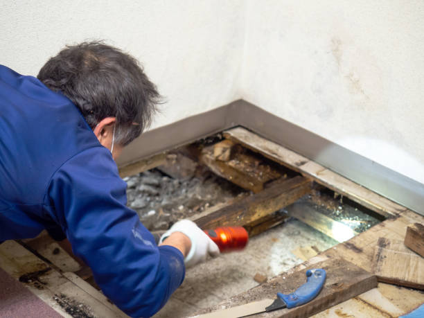 Best Black Mold Removal  in Bennettsville, SC