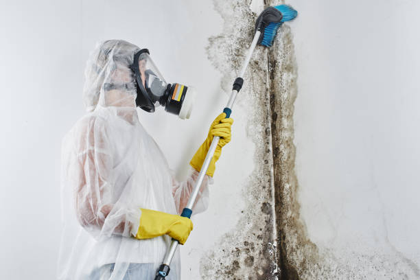 Trusted Bennettsville, SC Mold Removal Experts