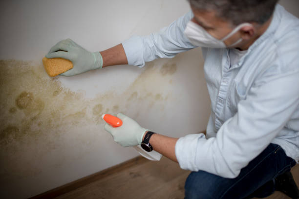 Best Toxic Mold Removal  in Bennettsville, SC